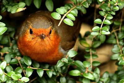 白天，棕色和橙色的鸟栖息在绿色植物上